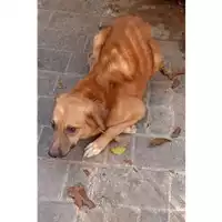 Foto dell\'animale Comune di San Paolo Belsito - 380260044858705