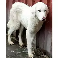 Foto dell\'animale Comune di Lauro - 380260044478865