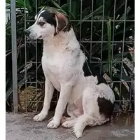 Foto dell\'animale Comune di Avella - 380260044977770