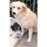 Foto dell\'animale Comune di Avella - 380260044961421