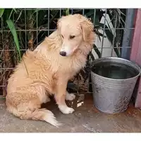 Foto dell\'animale Comune di Avella - 380260044977610