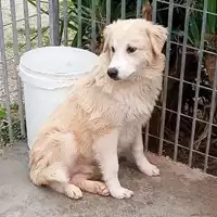 Foto dell\'animale Comune di Avella - 380260044958368