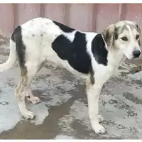 Foto dell\'animale Comune di Avella - 380260044960817