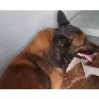 Foto dell\'animale Comune di San Martino Valle Caudina - 380260044978038