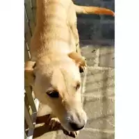 Foto dell\'animale Comune di San Martino Valle Caudina - 380260044977547