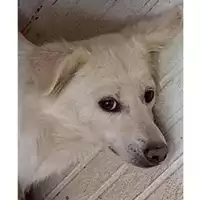 Foto dell\'animale Comune di San Martino Valle Caudina - 380260044977562
