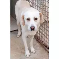 Foto dell\'animale Comune di Lauro - 380260044977804