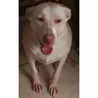 Foto dell\'animale Comune di Melito di Napoli - 380260043907098