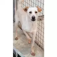 Foto dell\'animale Comune di Sant'Anastasia - 380260044856425