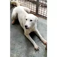 Foto dell\'animale Comune di Baiano - 380260044958444
