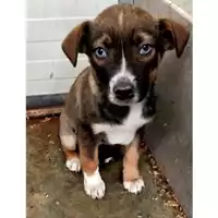 Foto dell\'animale Comune di Lauro - 380260044961193