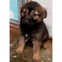 Foto dell\'animale Comune di Lauro - 380260044958662