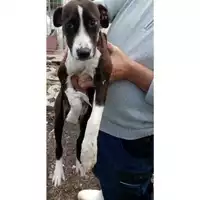 Foto dell\'animale Comune di San Nicola La Strada - 380260044758169