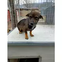 Foto dell\'animale Comune di Moschiano - 380260044958423