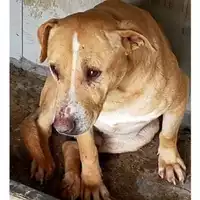 Foto dell\'animale Comune di Volla - 380260044857127