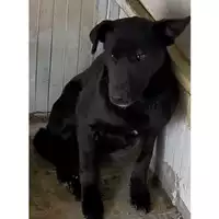 Foto dell\'animale Comune di Volla - 380260044862853