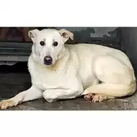 Foto dell\'animale Comune di Volla - 380260044863243