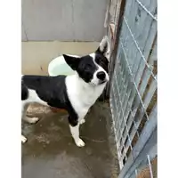 Foto dell\'animale Comune di Aquilonia - 380260044961259