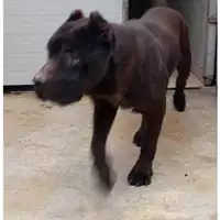 Foto dell\'animale Comune di Pomigliano D'Arco - 380260002100885