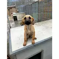 Foto dell\'animale Comune di Lauro - 380260044958875