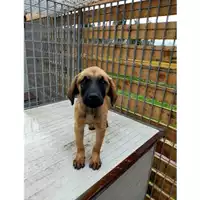 Foto dell\'animale Comune di Lauro - 380260044958608