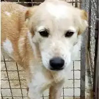 Foto dell\'animale Comune di Marzano di Nola - 380260043224480
