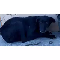 Foto dell\'animale Comune di San Martino Valle Caudina - 380260044950439