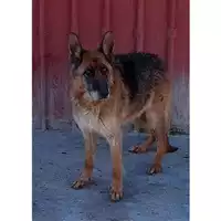 Foto dell\'animale Comune di Baiano - 380260044960827