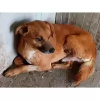 Foto dell\'animale Comune di Sant'Anastasia - 380260044862315