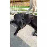 Foto dell\'animale Comune di Bellona - 380260044834360