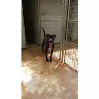 Foto dell\'animale Comune di Moschiano - 380260044960097