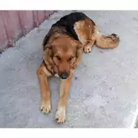 Foto dell\'animale Comune di Bellona - 380260044754440