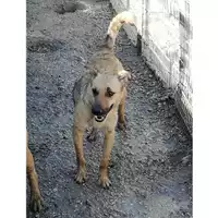 Foto dell\'animale Comune di Montoro - 380260043173165