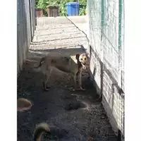 Foto dell\'animale Comune di Montoro - 380260043231319