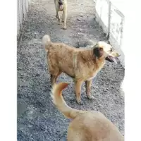 Foto dell\'animale Comune di Montoro - 380260043225350