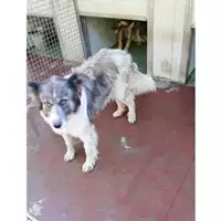 Foto dell\'animale Comune di Lauro - 380260043797955