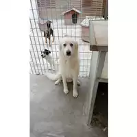 Foto dell\'animale Comune di San Martino Valle Caudina - 380260044950929