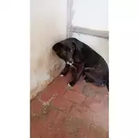 Foto dell\'animale Comune di Moschiano - 380260044959655
