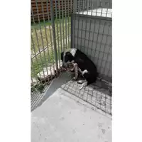 Foto dell\'animale Comune di Moschiano - 380260044960407