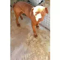 Foto dell\'animale Comune di Sant'Anastasia - 380260044786318