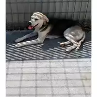 Foto dell\'animale Comune di San Paolo Belsito - 380260044786390