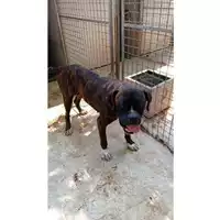 Foto dell\'animale Comune di Montoro - 380260044963321