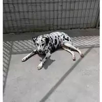 Foto dell\'animale Comune di San Paolo Belsito - 380260044786529