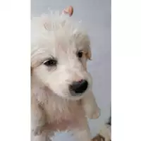 Foto dell\'animale Comune di Aquilonia - 380260044948200