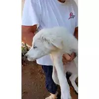 Foto dell\'animale Comune di Aquilonia - 380260044948116
