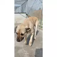 Foto dell\'animale Comune di Bellona - 380260044834779