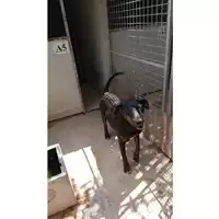 Foto dell\'animale Comune di Saviano - 380260170028225