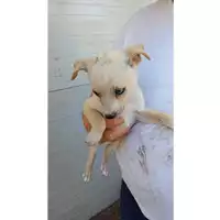 Foto dell\'animale Comune di Lauro - 380260044947605
