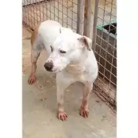 Foto dell\'animale Comune di Melito di Napoli - 380260045059325