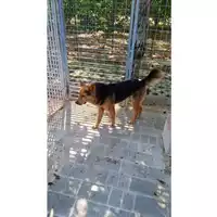 Foto dell\'animale Comune di Baiano - 380260044973380